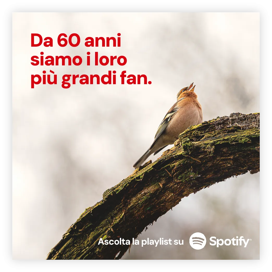 Lipu Cover Spotify